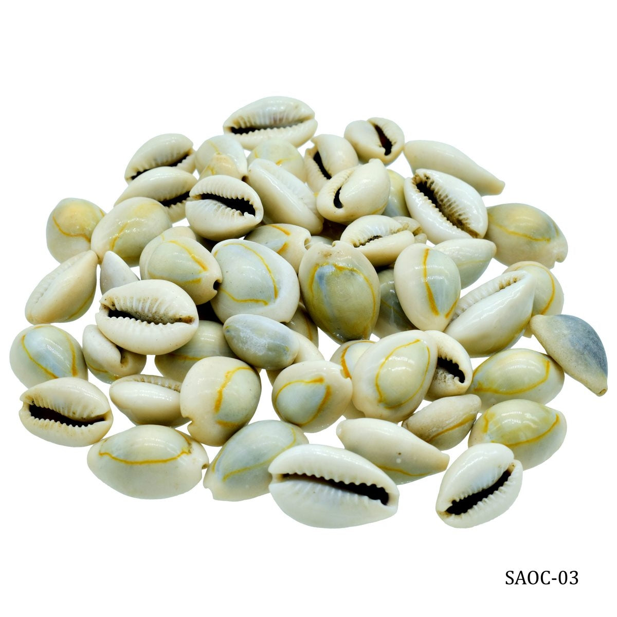 Seashells 100G