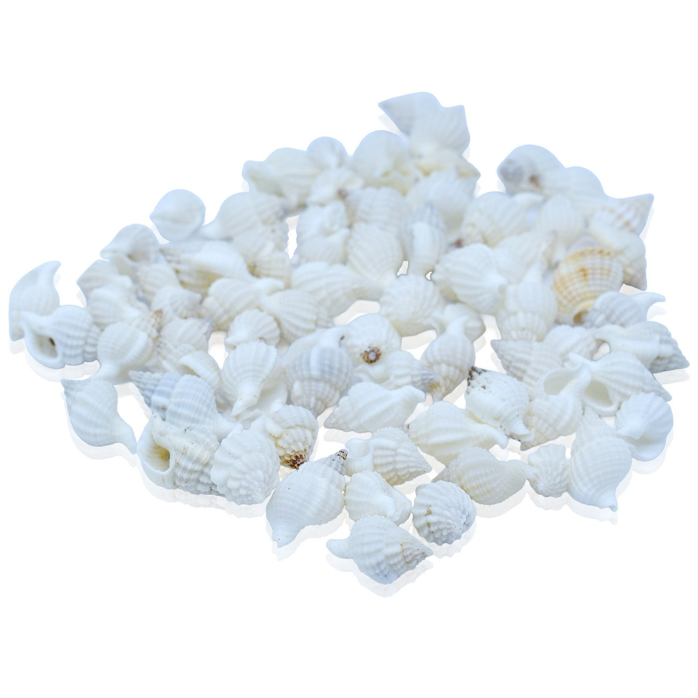 Seashells 100G