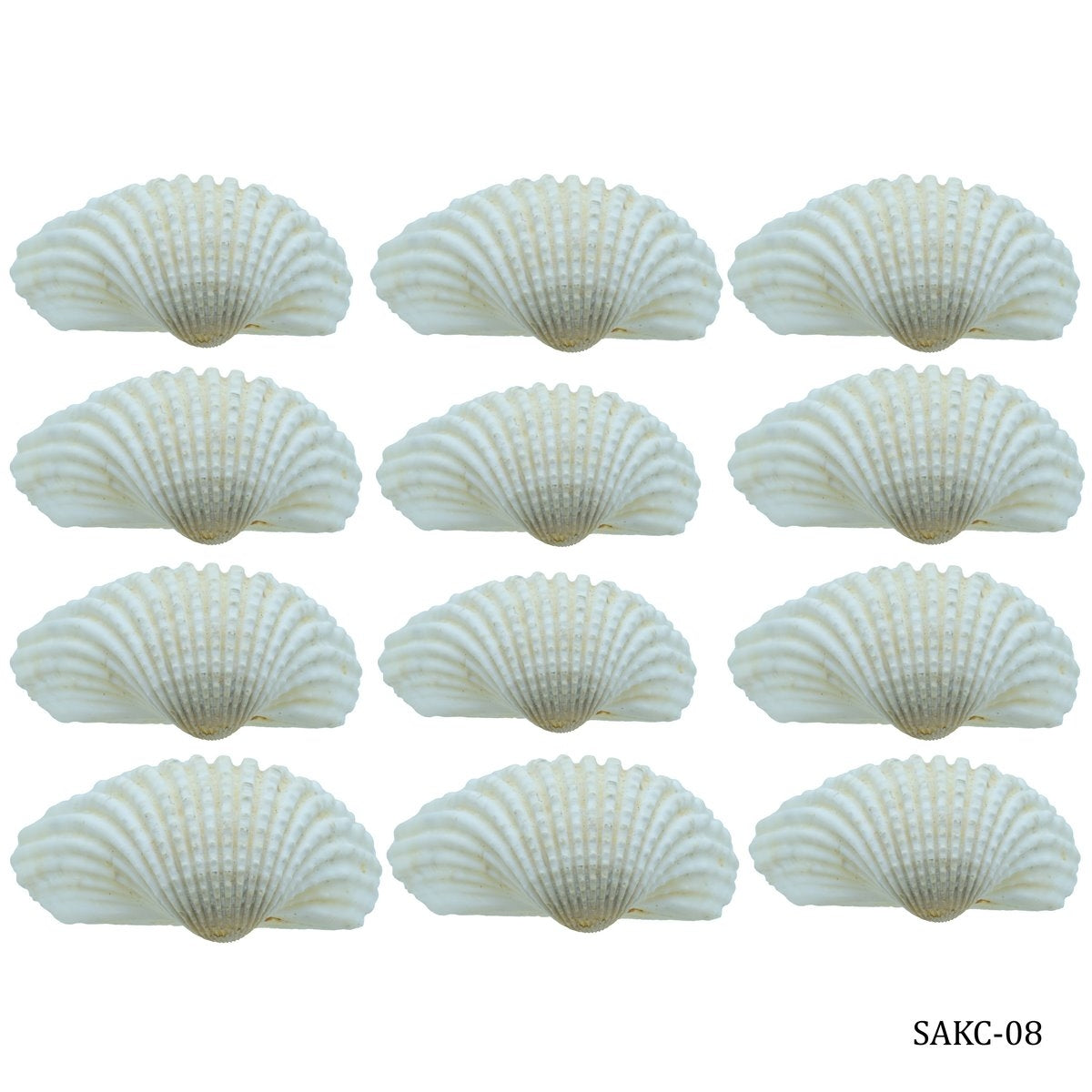Seashells 100G