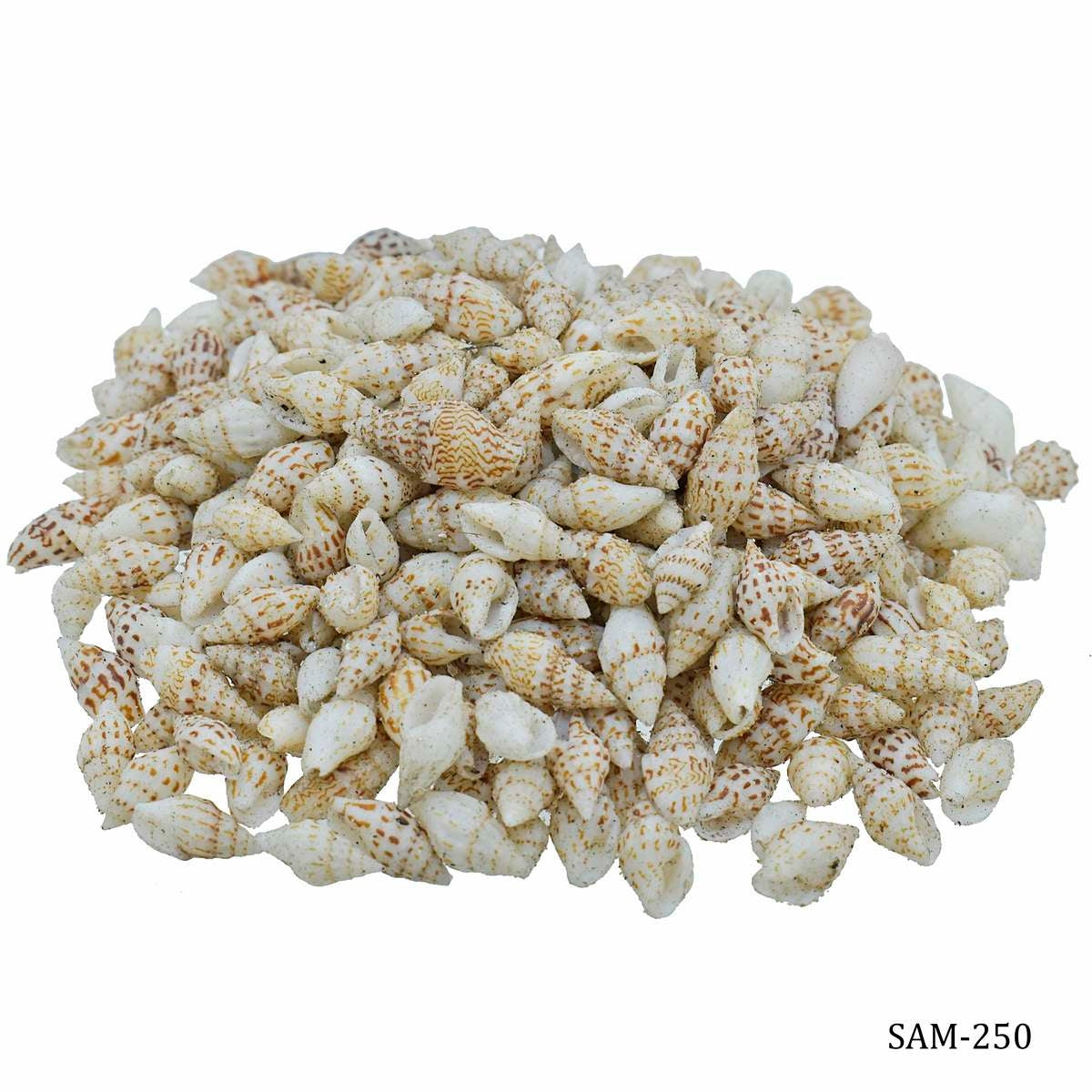 Seashells 100G