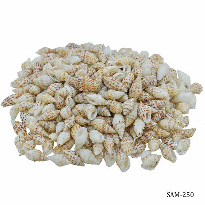 Seashells 100G