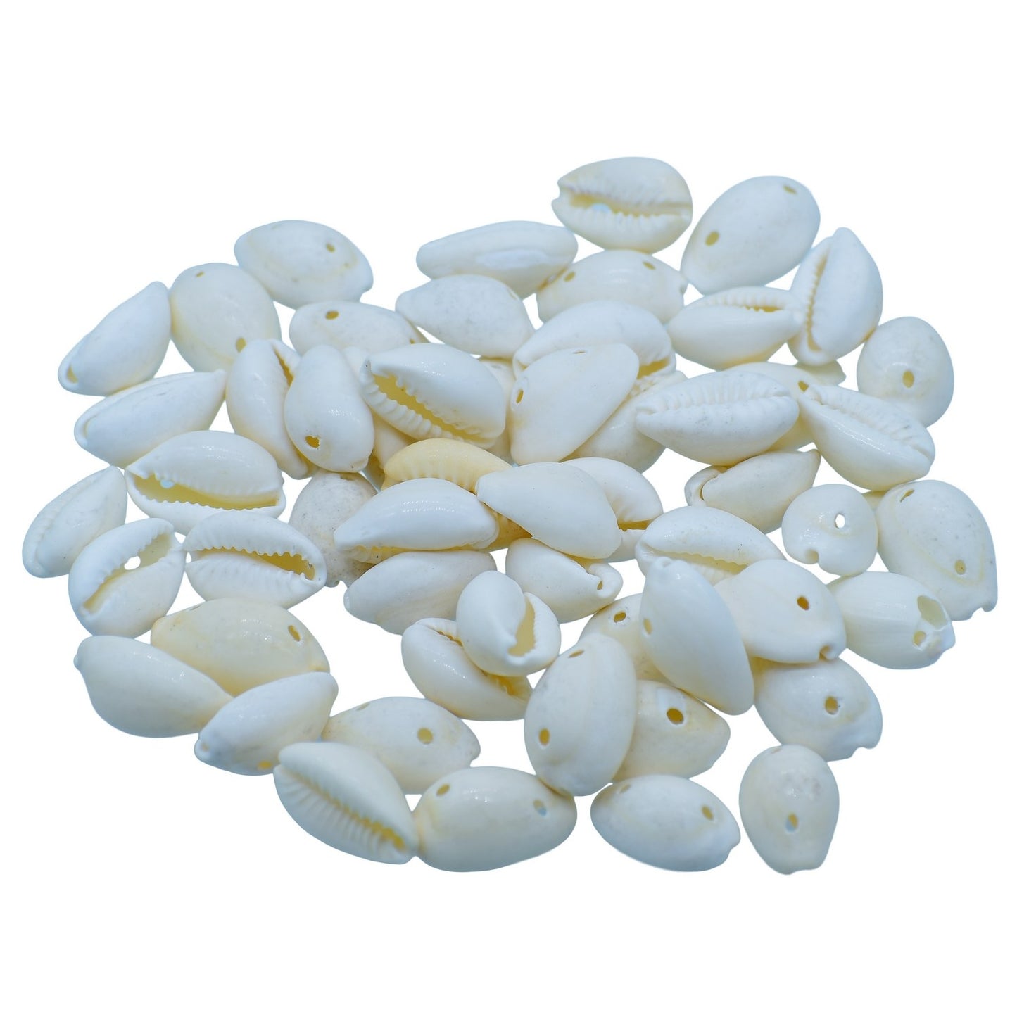 Seashells 100G